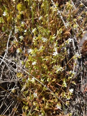 Claytonia parviflora viridis