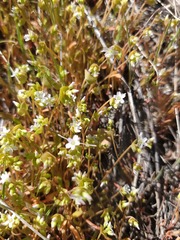 Claytonia parviflora viridis