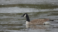 Branta canadensis