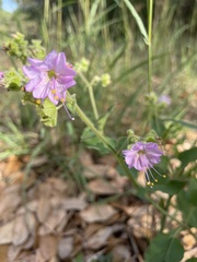 Mirabilis latifolia