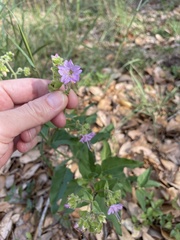 Mirabilis latifolia