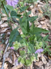 Mirabilis latifolia