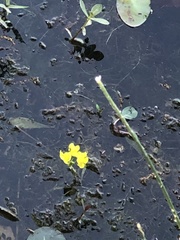 Utricularia inflata