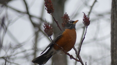 Turdus migratorius