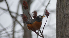 Turdus migratorius