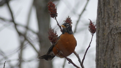 Turdus migratorius