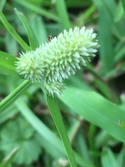 Cyperus sesquiflorus sesquiflorus