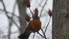 Turdus migratorius