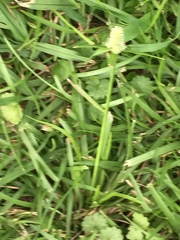 Cyperus sesquiflorus sesquiflorus