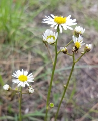Erigeron vernus