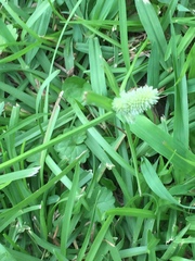 Cyperus sesquiflorus sesquiflorus