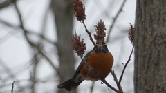 Turdus migratorius