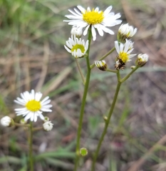 Erigeron vernus