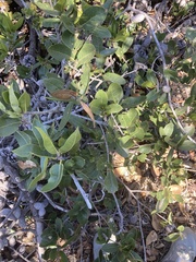 Quercus parvula parvula