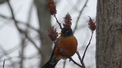 Turdus migratorius