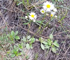 Erigeron vernus