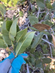 Quercus parvula parvula