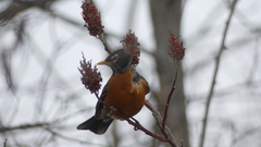 Turdus migratorius