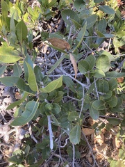 Quercus parvula parvula