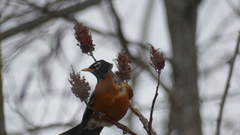 Turdus migratorius