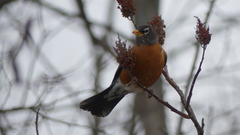 Turdus migratorius