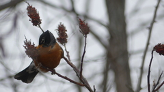 Turdus migratorius