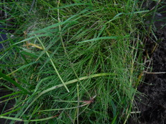 Eleocharis gracilis