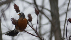 Turdus migratorius