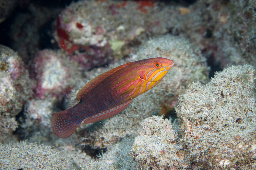Elegant coris (Coris venusta) — Labridae