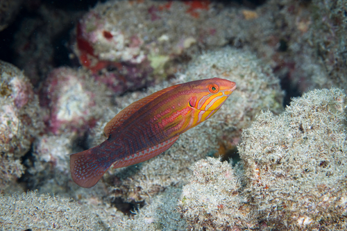 Elegante juweellipvis (Coris venusta) — Labridae