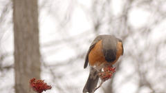 Turdus migratorius