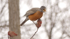 Turdus migratorius