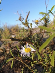 Leucosyris coulteri