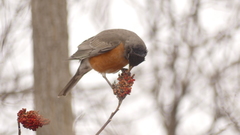 Turdus migratorius