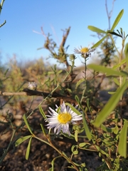 Leucosyris coulteri