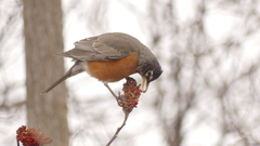 Turdus migratorius