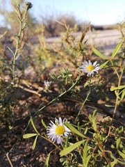 Leucosyris coulteri