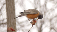 Turdus migratorius