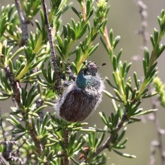 Paracotalpa