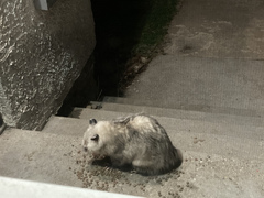 Didelphis virginiana