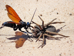 Ancylometes concolor