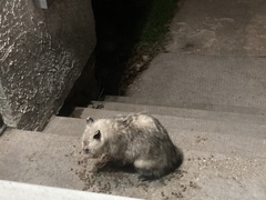 Didelphis virginiana