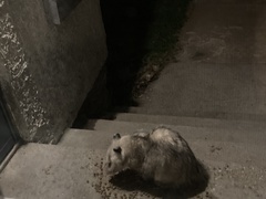 Didelphis virginiana