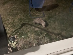 Didelphis virginiana