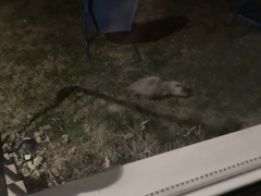 Didelphis virginiana