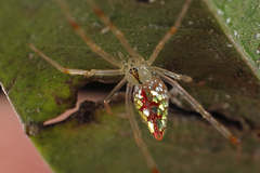 Thwaitesia margaritifera