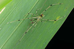 Thwaitesia margaritifera