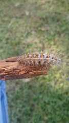 Paracles deserticola