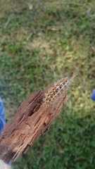Paracles deserticola