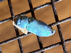 Chrysobothrini